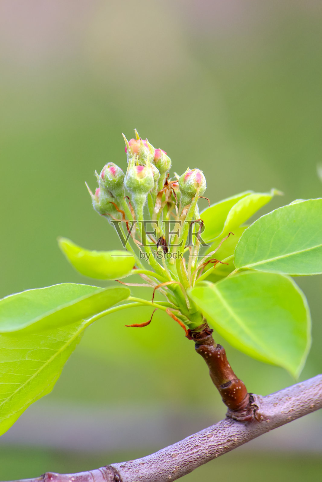 未开的梨树的柔嫩花朵照片摄影图片