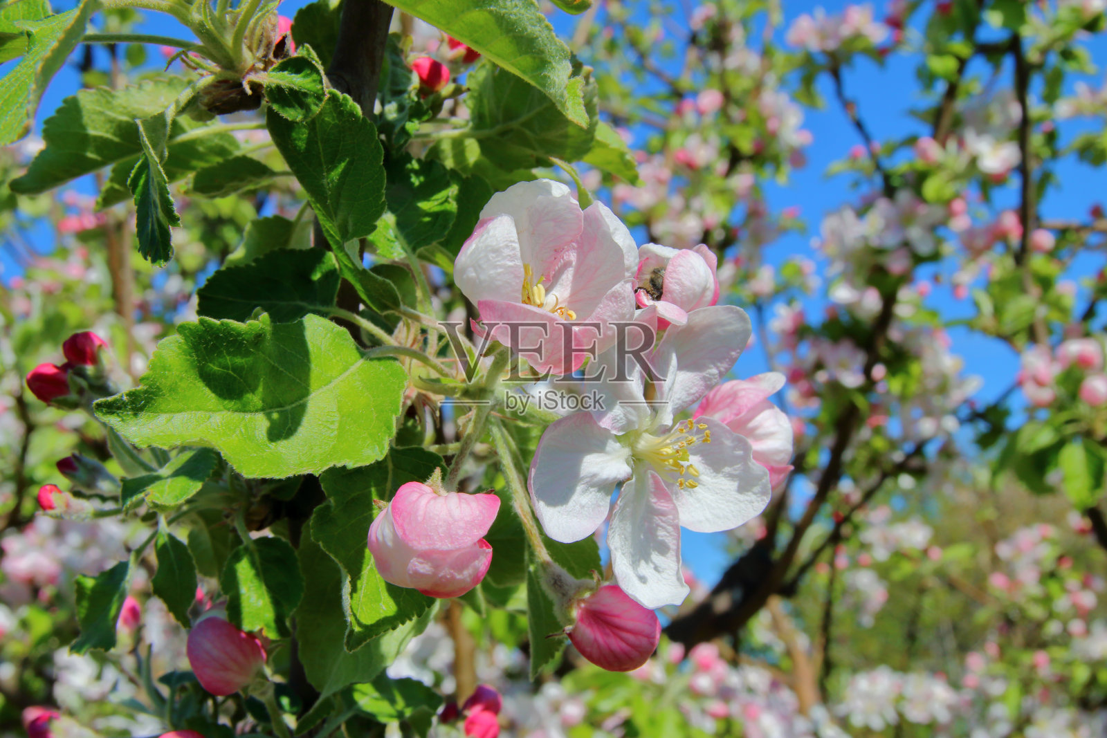 开着粉红色花朵的苹果树。照片摄影图片