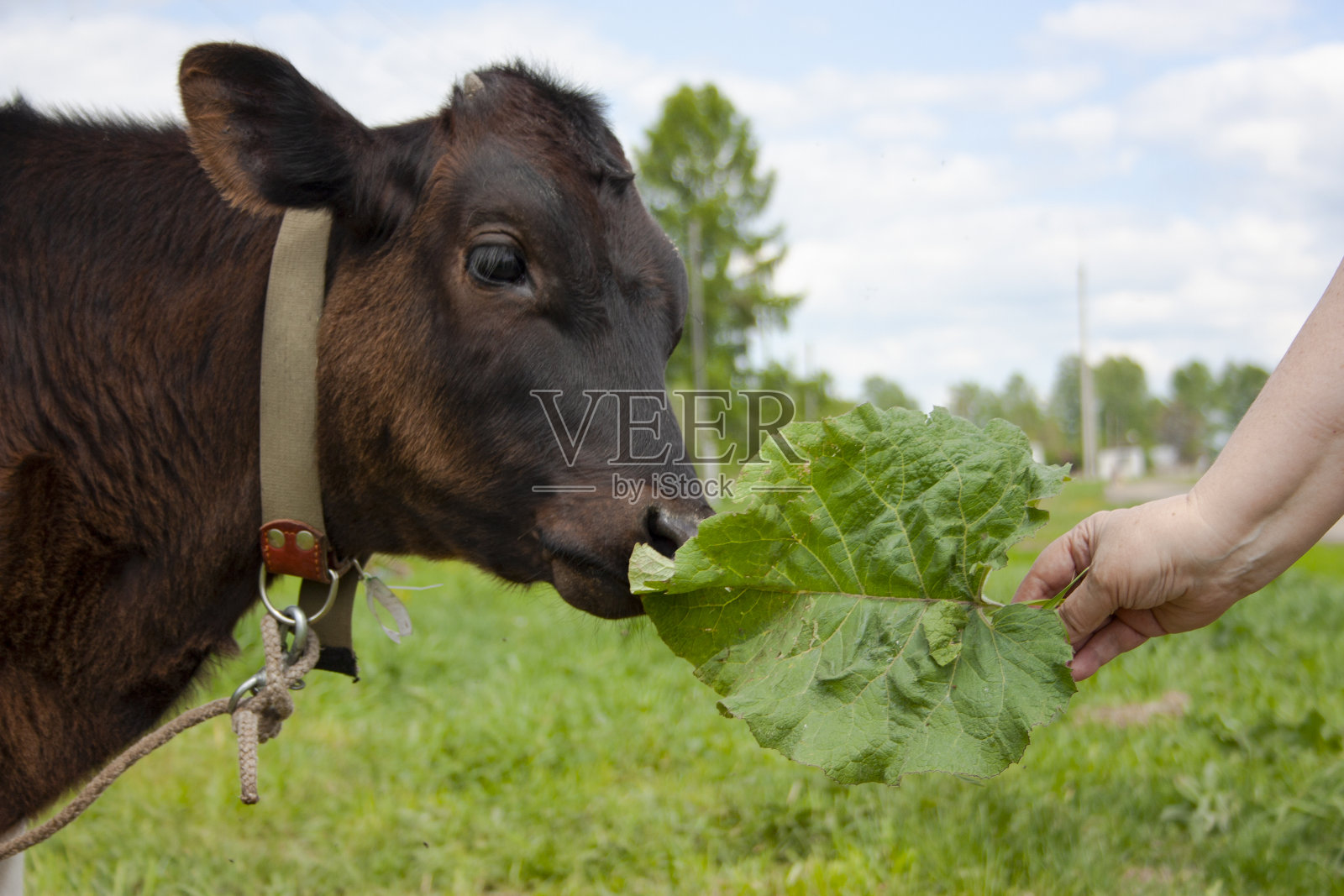 一位妇女手里拿着一片牛蒡叶，喂一头棕色的小牛照片摄影图片