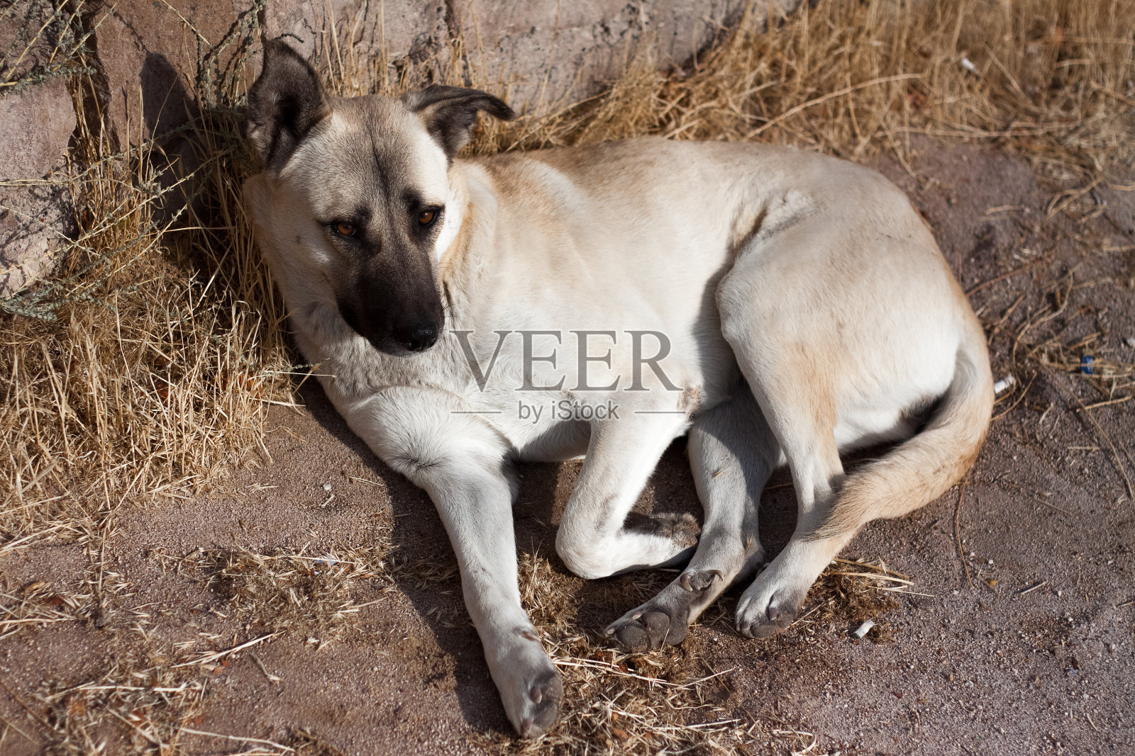 一只成年的棕色流浪狗躺在地上，眼神悲伤。无家可归的动物。近距离的照片。照片摄影图片