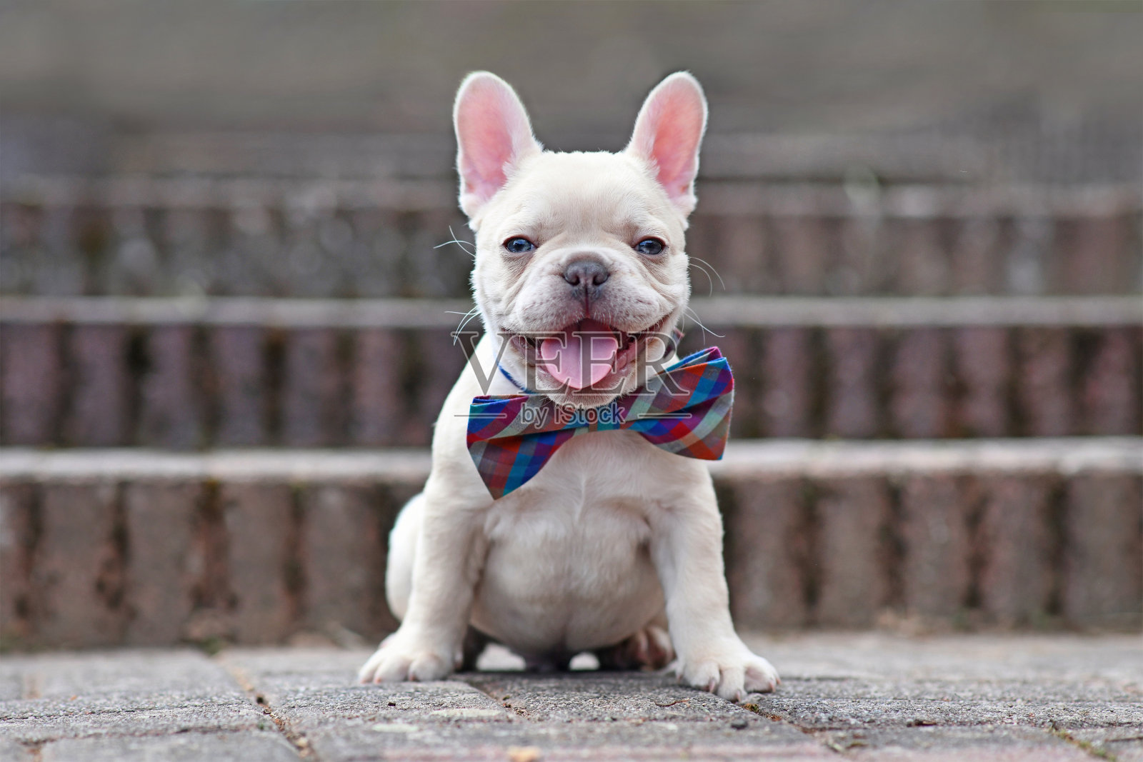 快乐的淡紫色淡黄色法国斗牛犬狗狗小狗与大微笑与舌头外出戴领结照片摄影图片