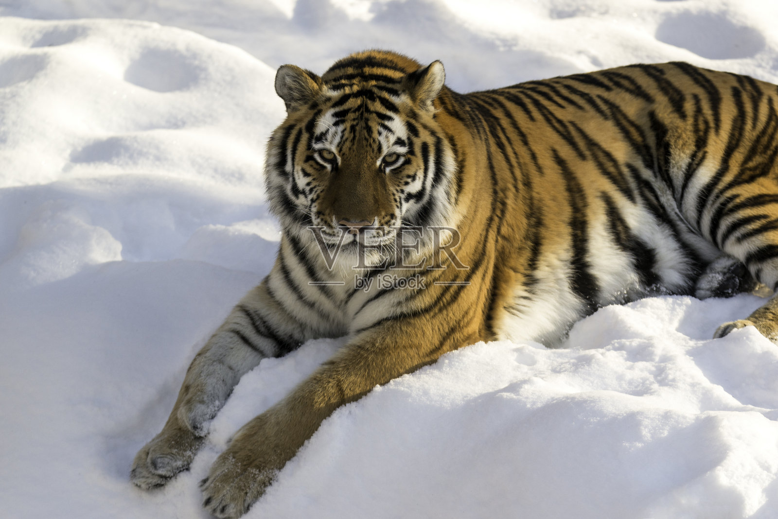 雪中的西伯利亚虎照片摄影图片
