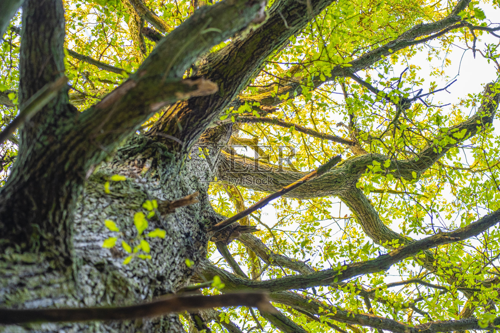 绿树成荫的树冠和枝叶是森林中一棵百年落叶乔木，环境健康照片摄影图片