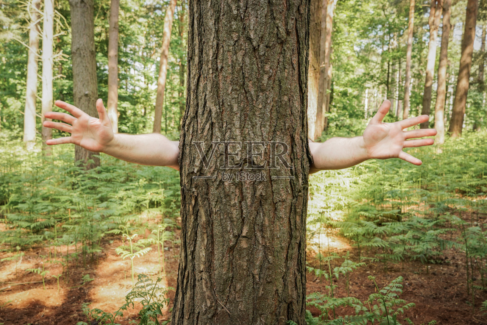 树的角色张开双臂，向拥抱树的人做拥抱的手势照片摄影图片