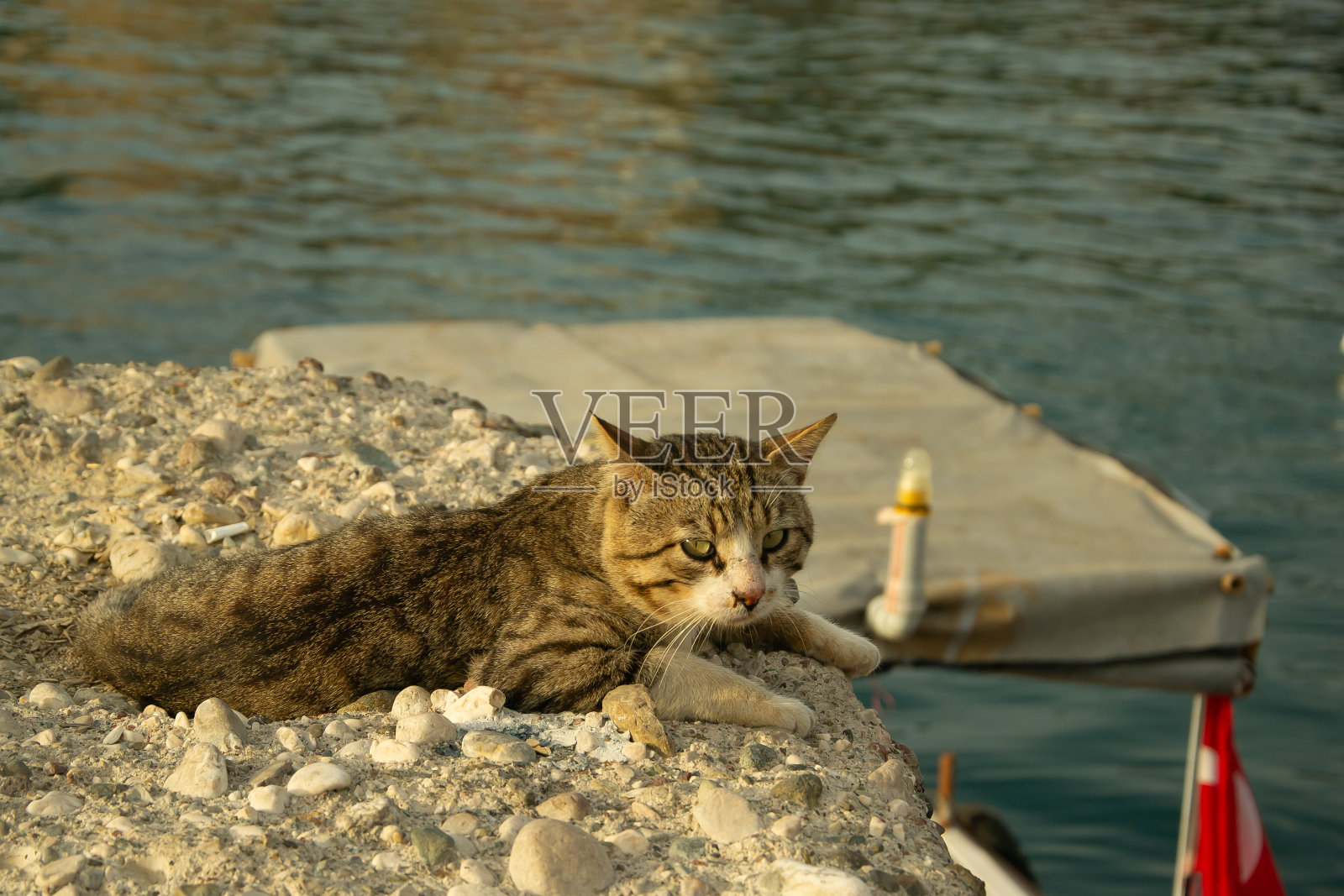 在一个阳光明媚的日子里，安塔利亚老城Kaleici的港口，一只绿色眼睛的灰色虎斑猫躺在海边的一块岩石上等待着鱼。照片摄影图片