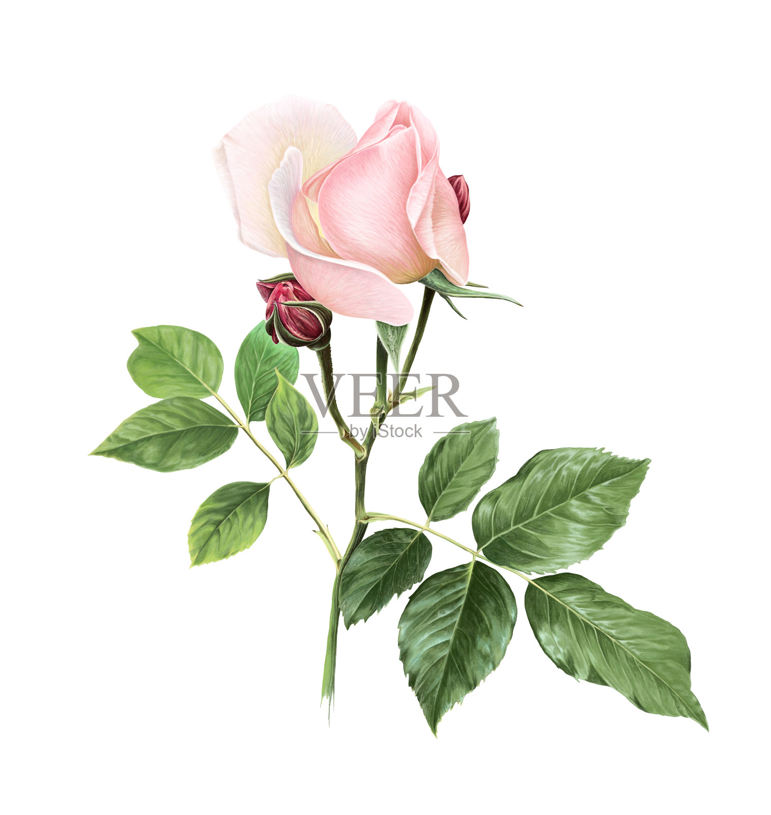 柔软的珊瑚粉色玫瑰花，绿叶。插画图片素材