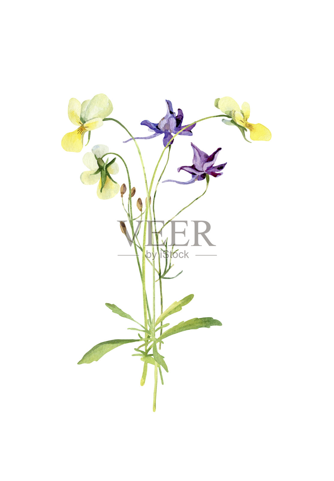 水彩画的野蓝色花和紫罗兰。设计元素图片