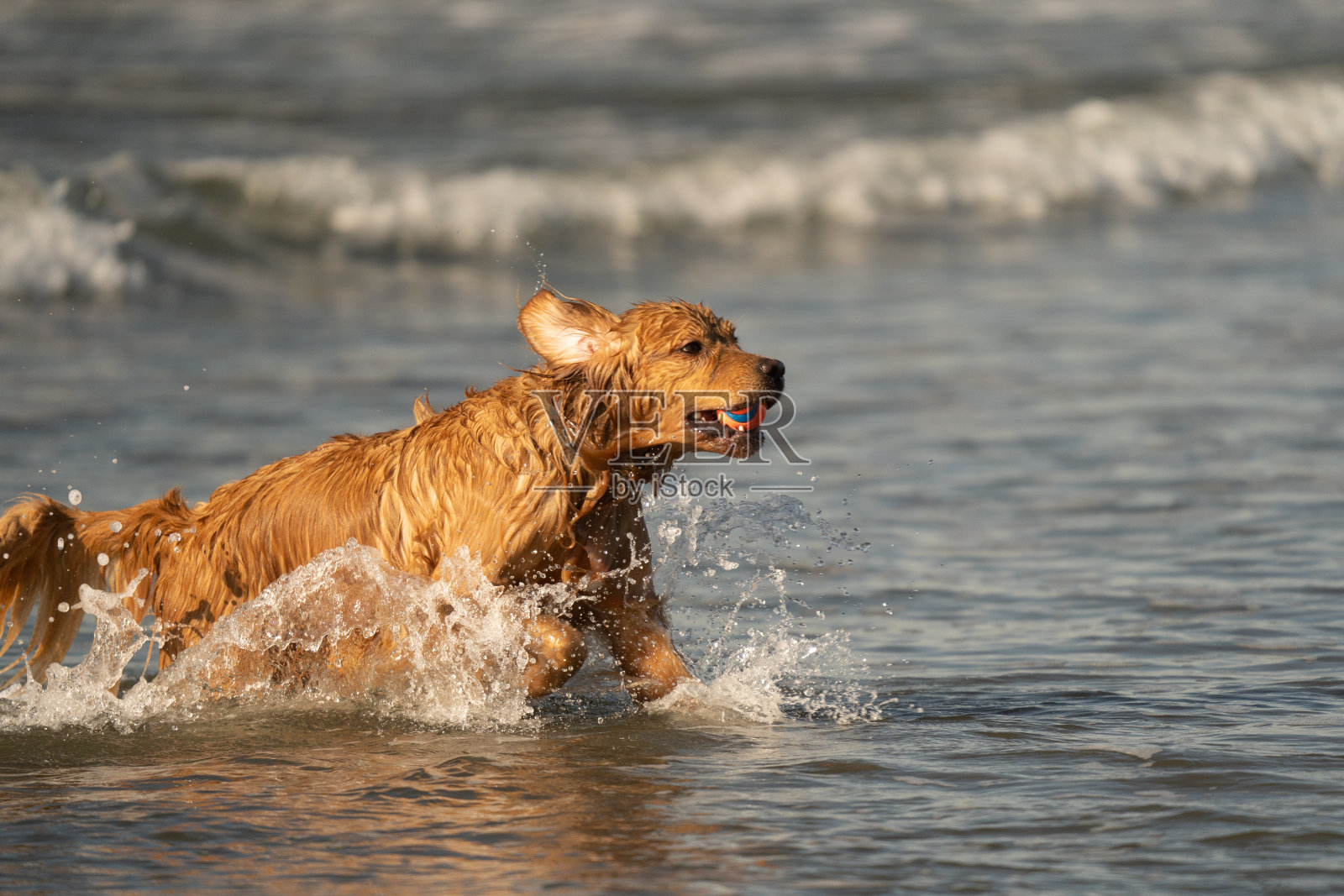 金毛猎犬沿着海滩跑去接球照片摄影图片
