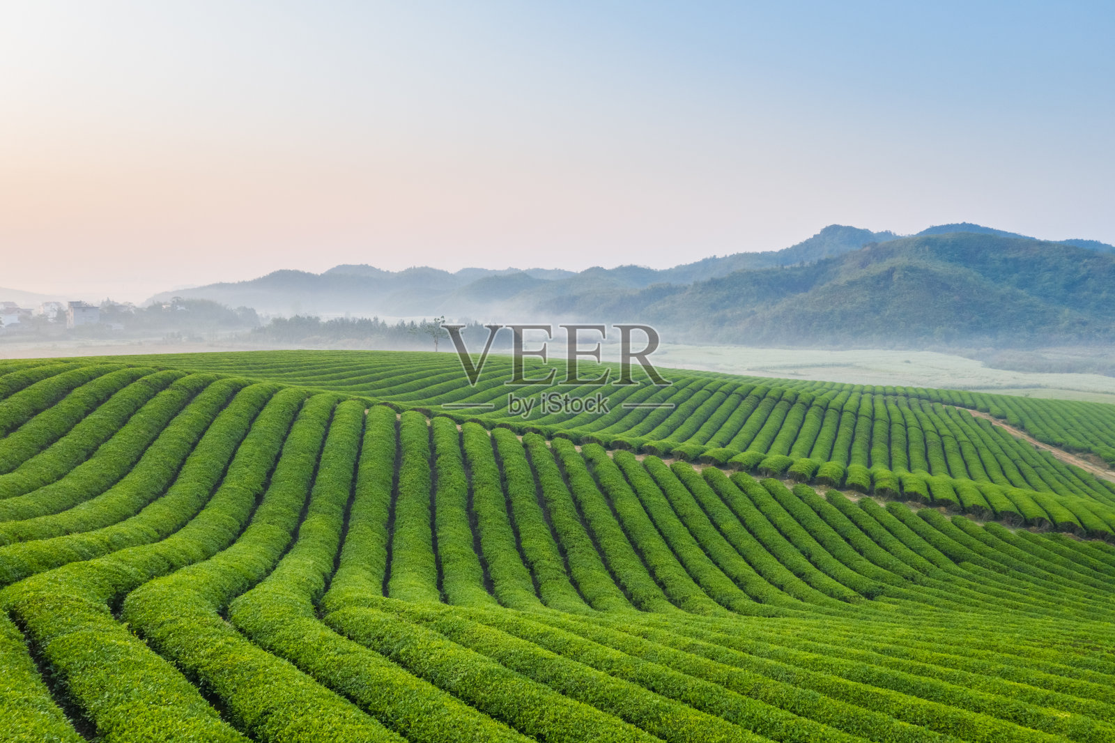 茶农场景观照片摄影图片
