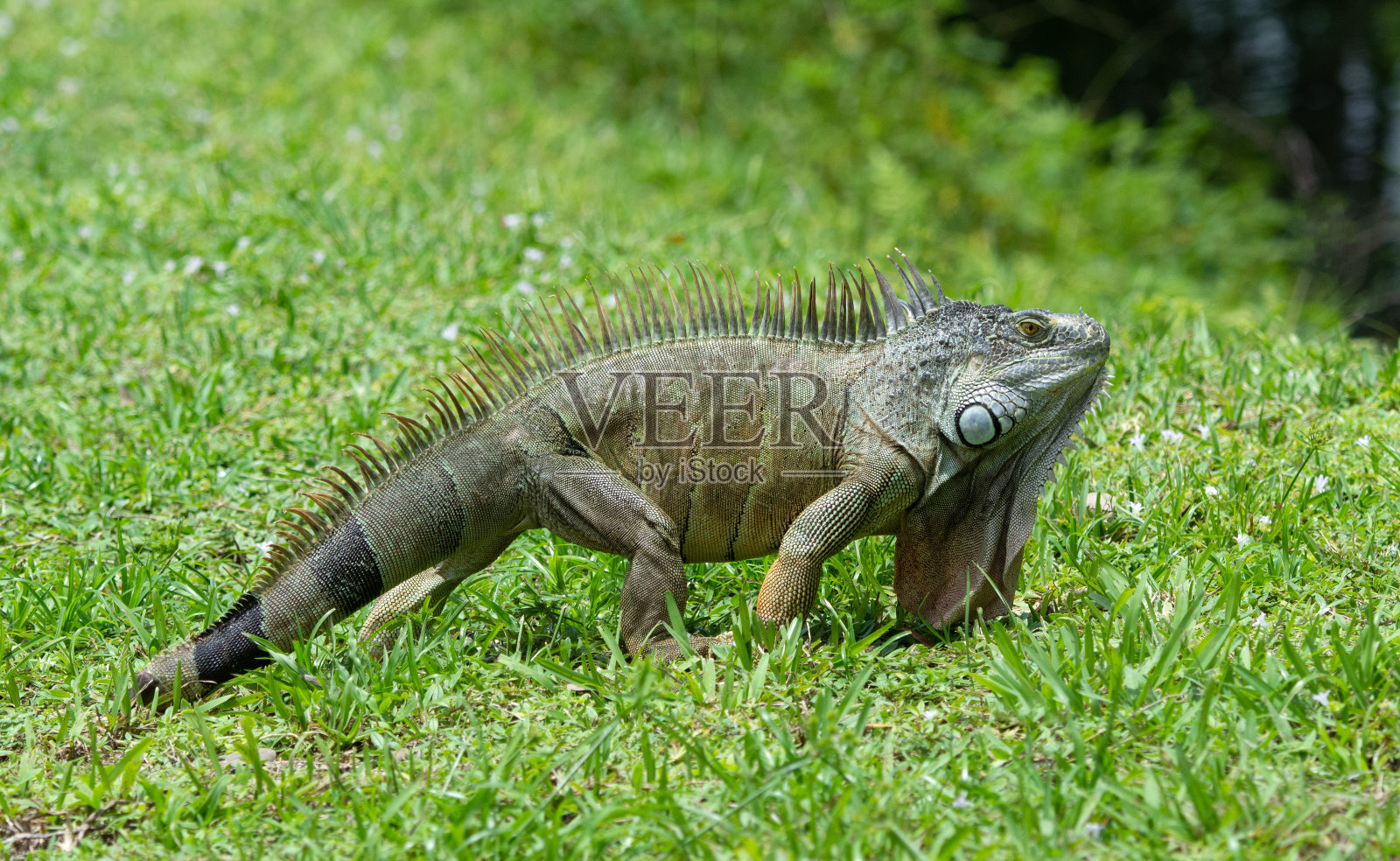 绿色鬣蜥与缺失的部分尾巴照片摄影图片
