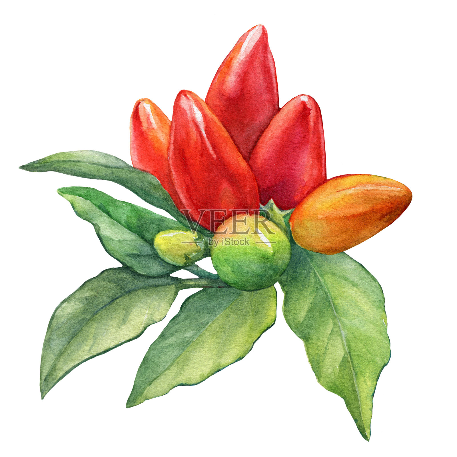 辣椒属植物，结红色果实。水彩手绘插图孤立的白色背景。插画图片素材