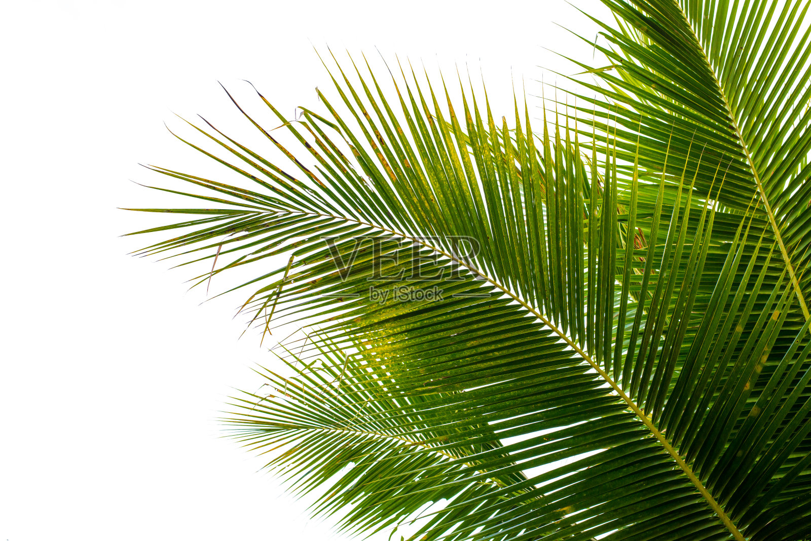 椰棕孤立叶照片摄影图片