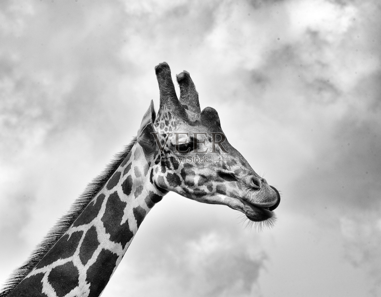 长颈鹿肖像在黑色和白色照片摄影图片