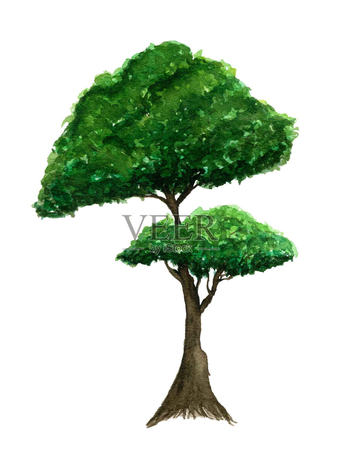 绿树孤立在白色，水彩插图与简单的绿树设计元素图片