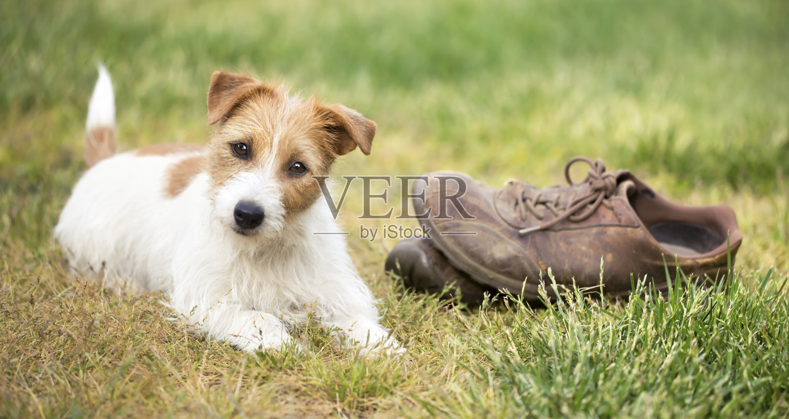 顽皮可爱快乐的小狗小狗在草地上看着被咬坏的鞋子照片摄影图片
