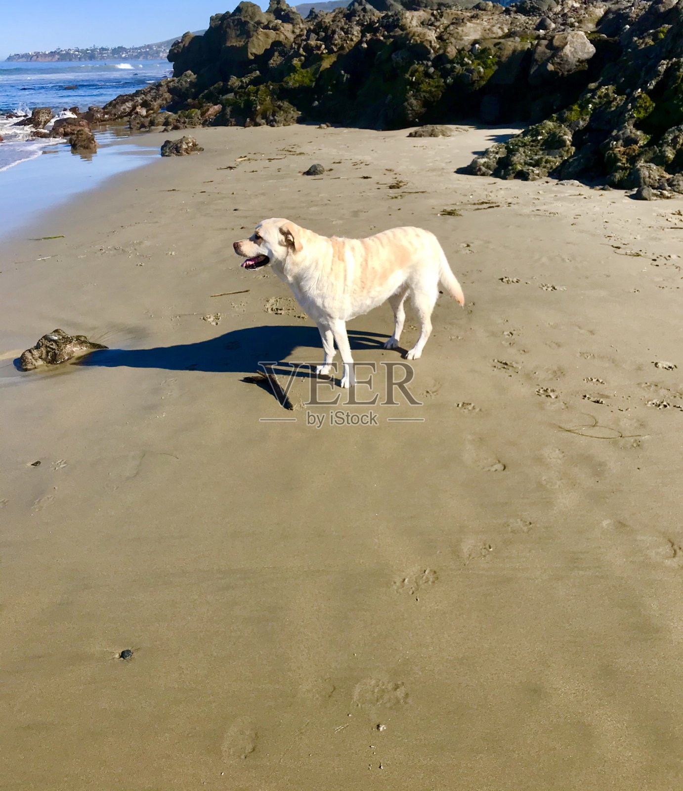海滩上的拉布拉多寻回犬照片摄影图片