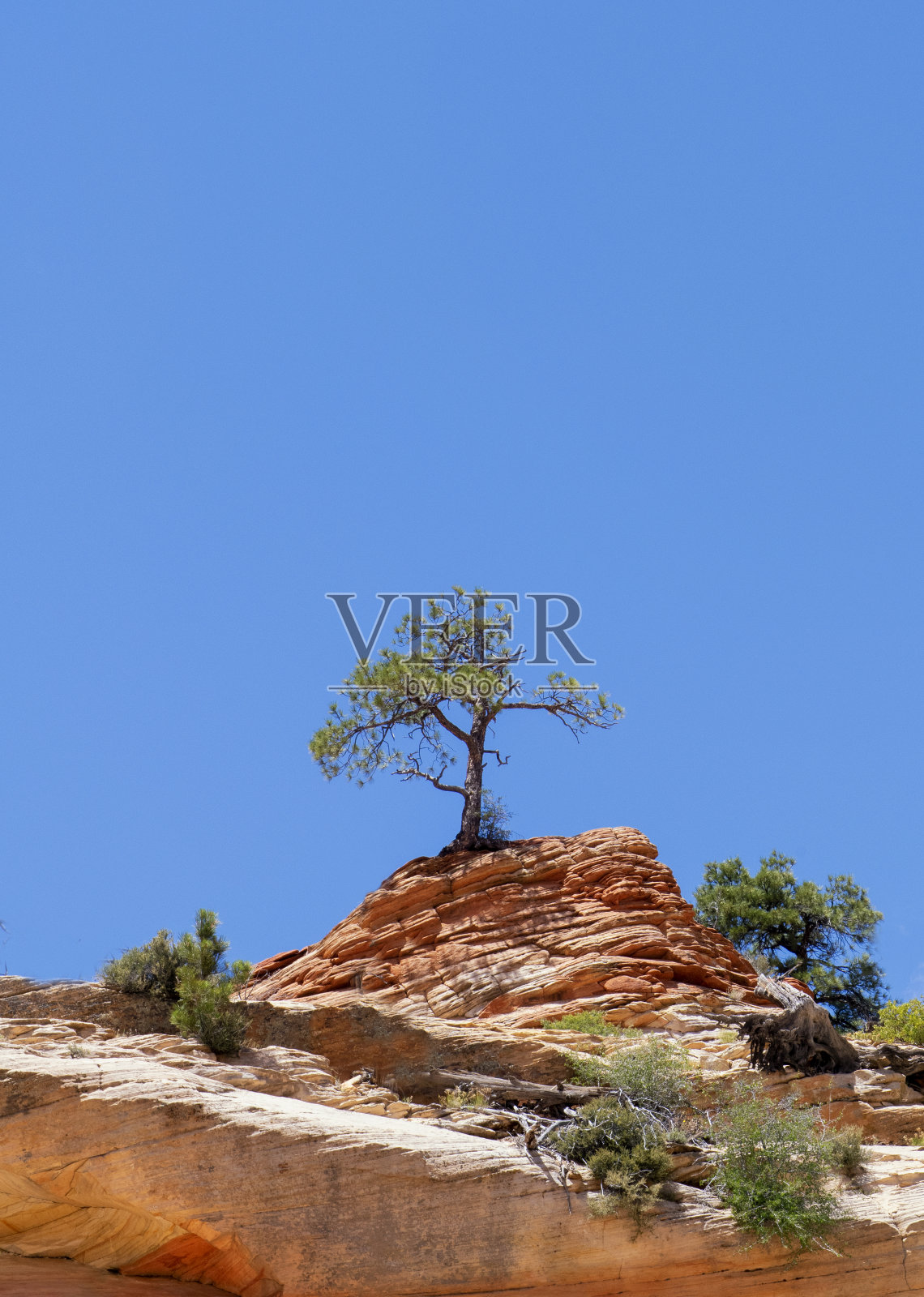 一棵孤零零的树，映衬着湛蓝的天空。垂直图像与复制空间。照片摄影图片
