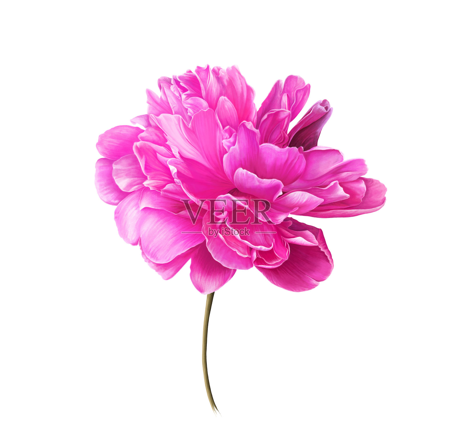 单瓣亮粉色牡丹花。插画图片素材