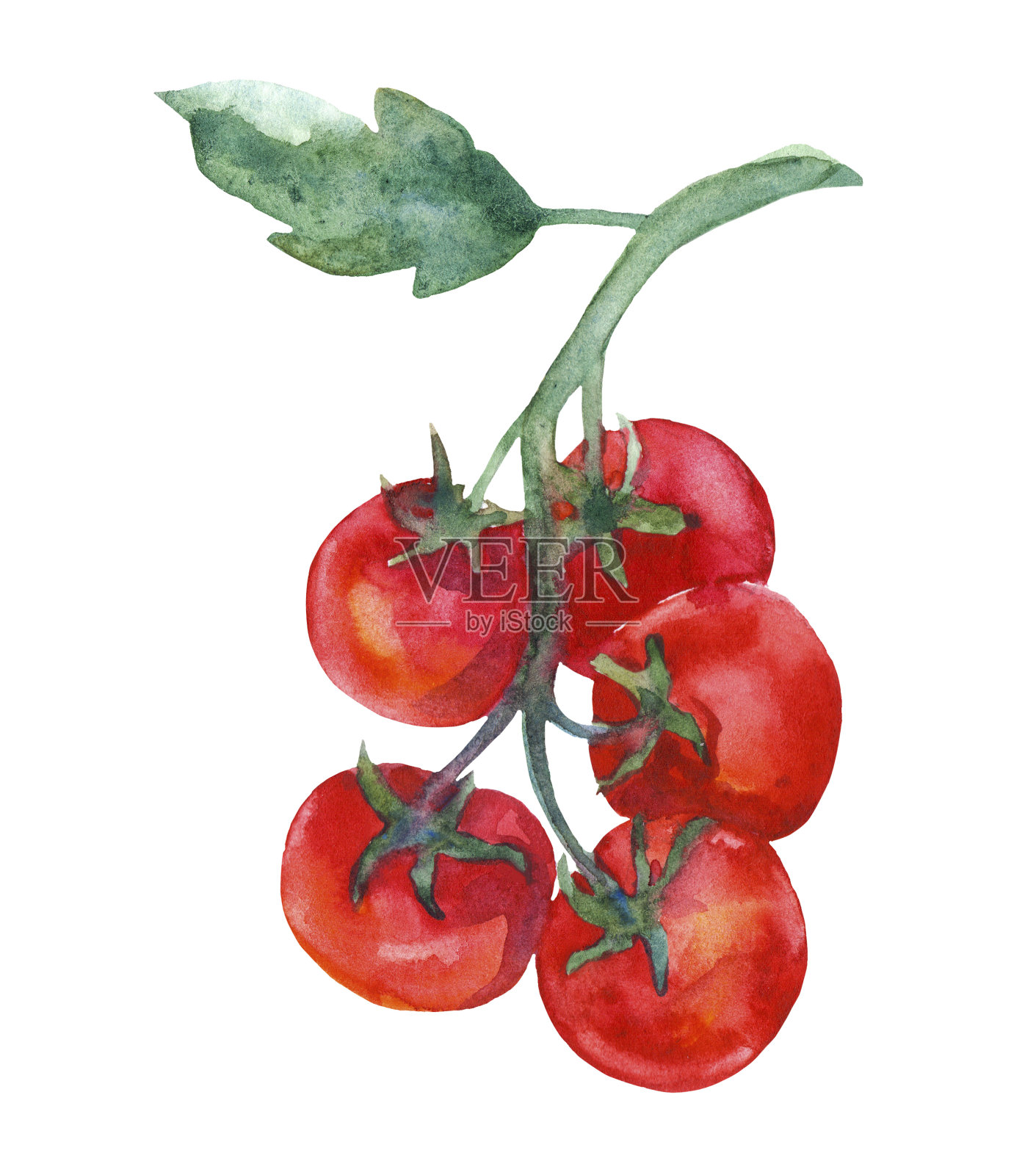 水彩插图与红色番茄。插画图片素材
