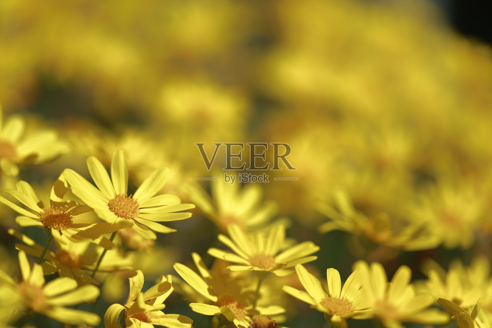鲜花新鲜自然的春天夏天雏菊黄色照片摄影图片