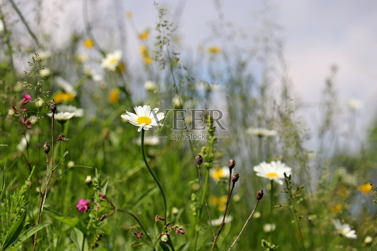 雏菊花在绿色的草在蓝天的背景照片摄影图片