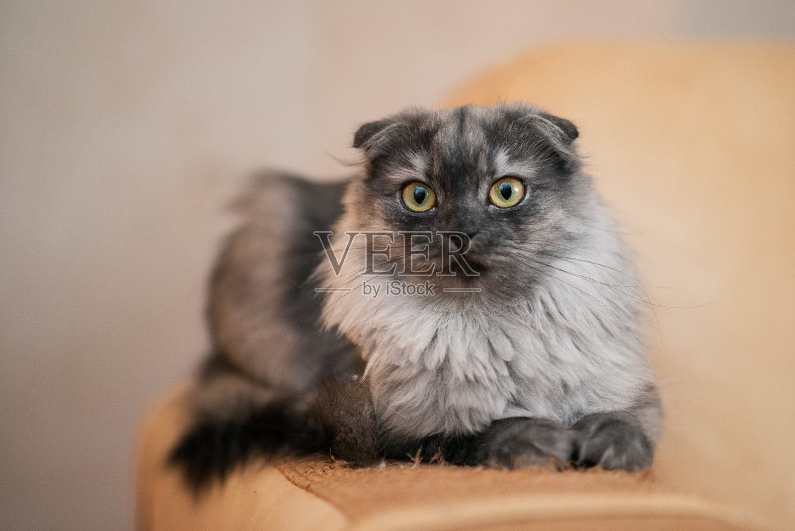 灰猫，黄眼睛照片摄影图片