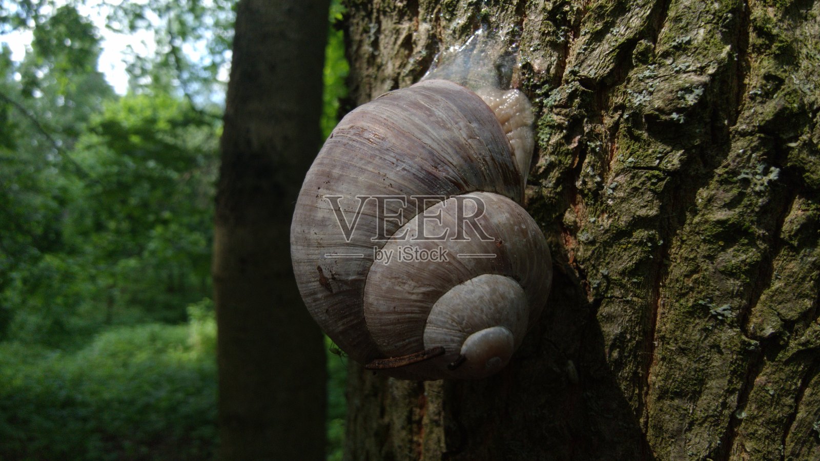 在一个晴朗的日子，一只蜗牛在树皮上爬行照片摄影图片