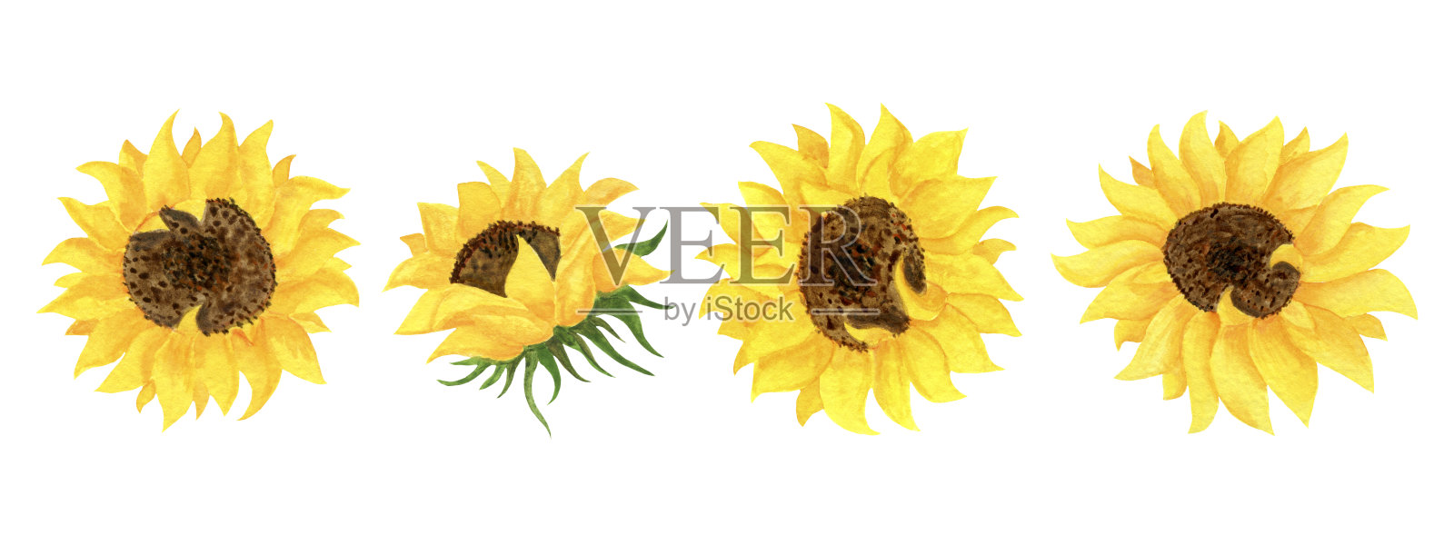 白色背景上的一组黄色向日葵花。设计元素图片