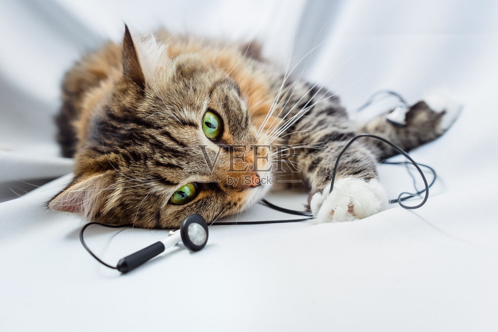 猫躺着，戴着音乐耳机。照片摄影图片