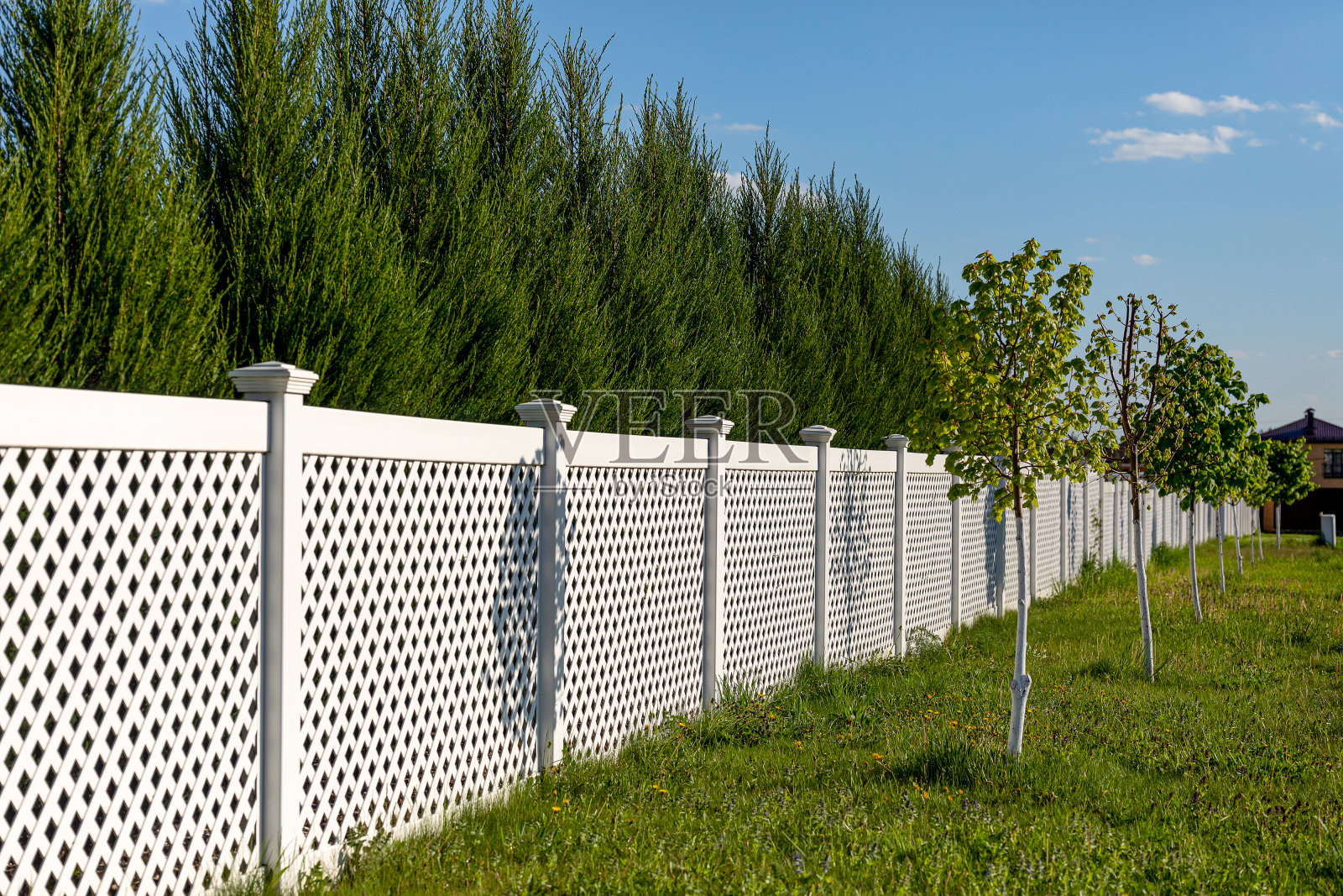 村舍里的白色乙烯基栅栏。篱笆后面高大的杜嘉灌木。照片摄影图片