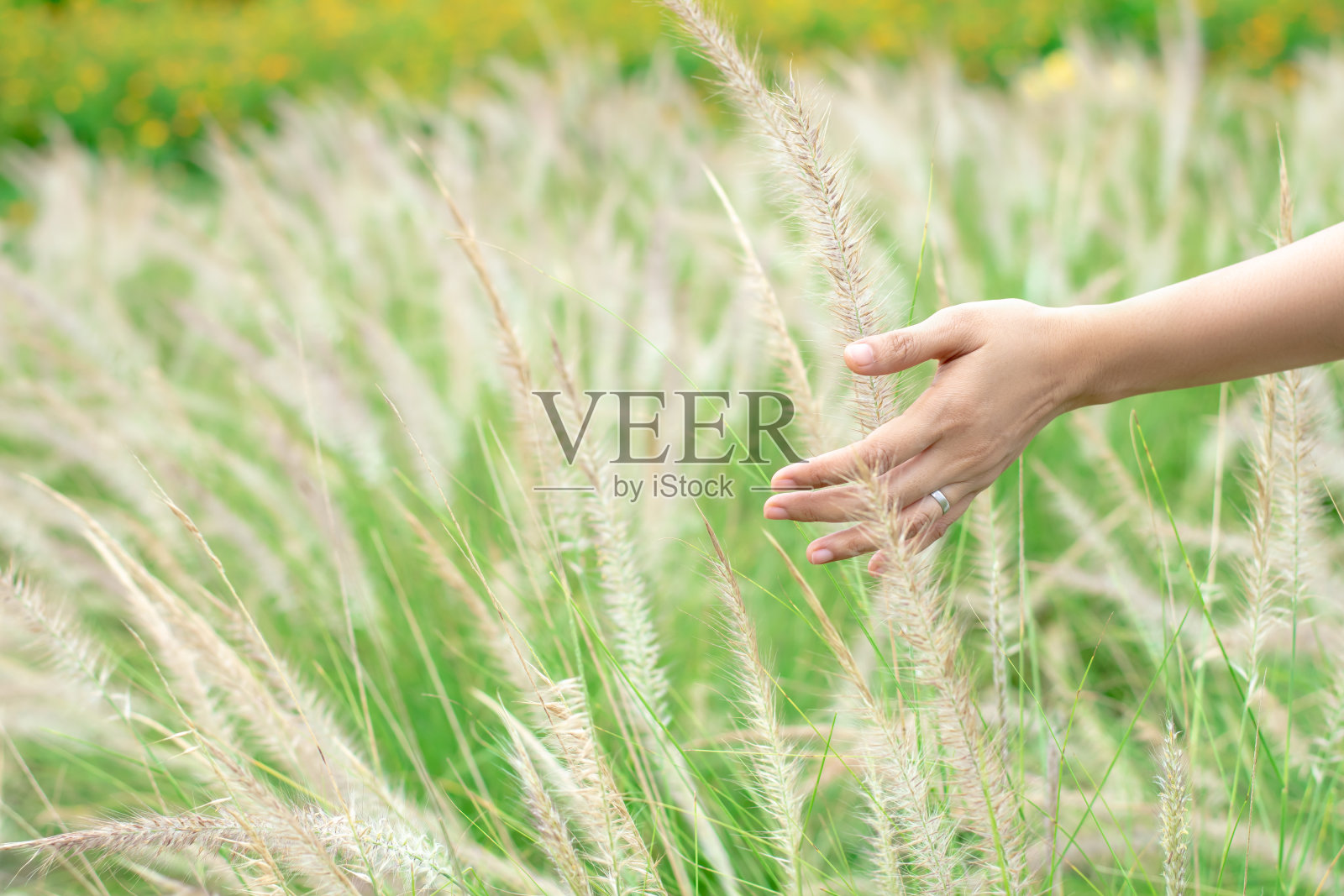 近距离的女人的手触摸草地上的草。照片摄影图片