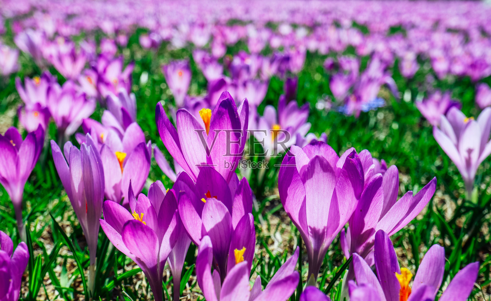草地上盛开着紫色的春花和藏红花。有许多番红花的花背景。照片摄影图片