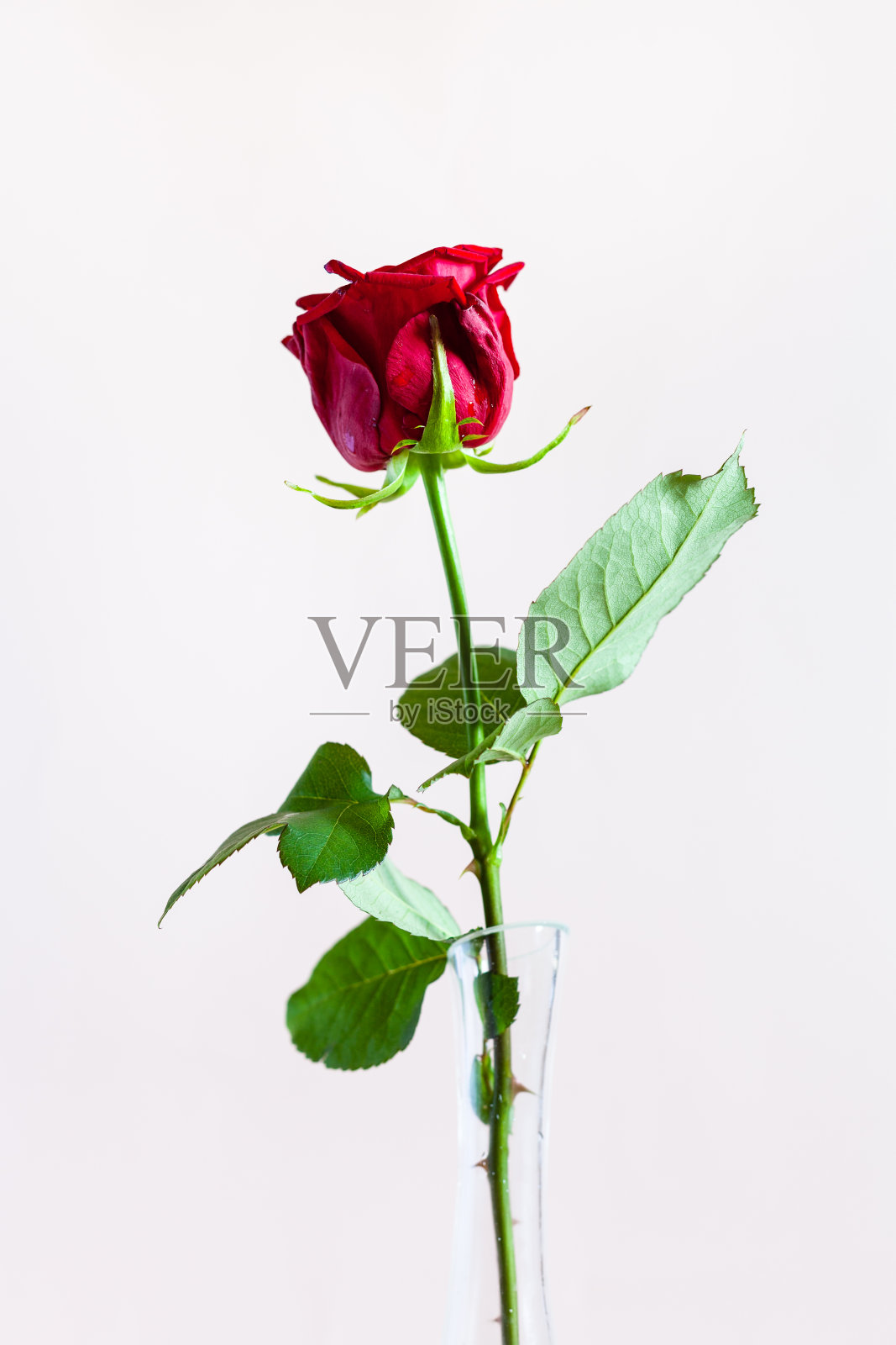 天然红玫瑰花，底色为淡粉色照片摄影图片