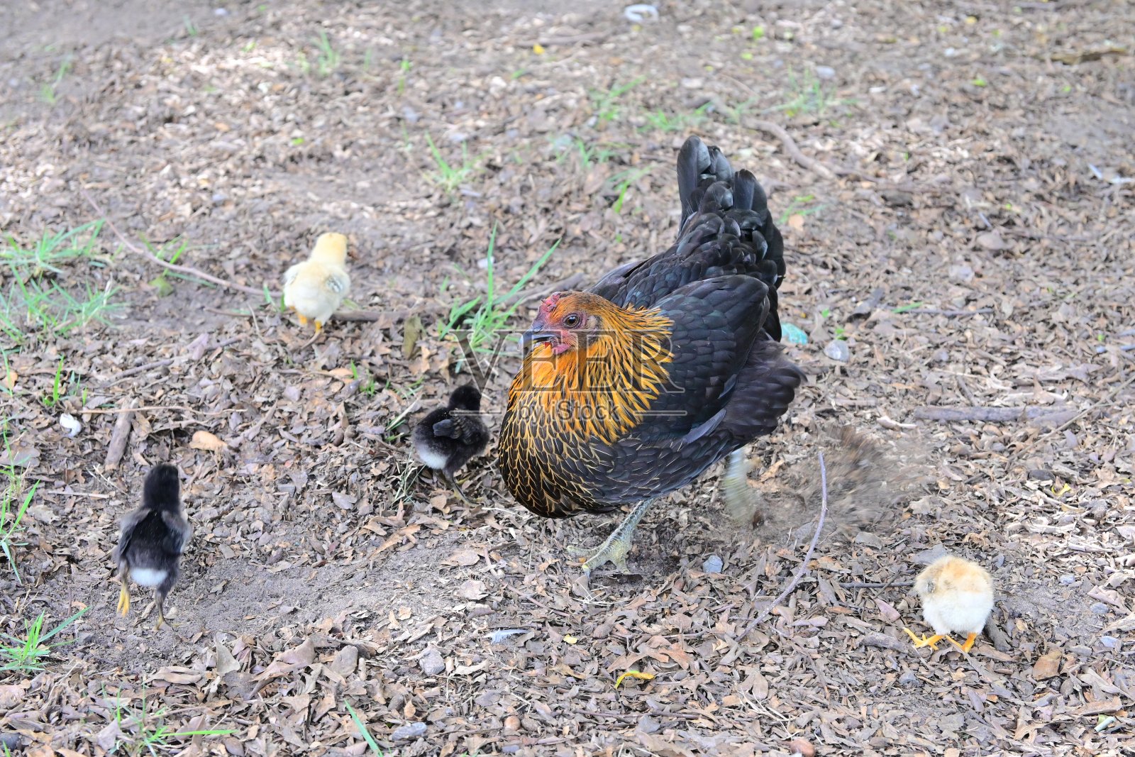 母鸡和小鸡的天性-母亲的本能照片摄影图片