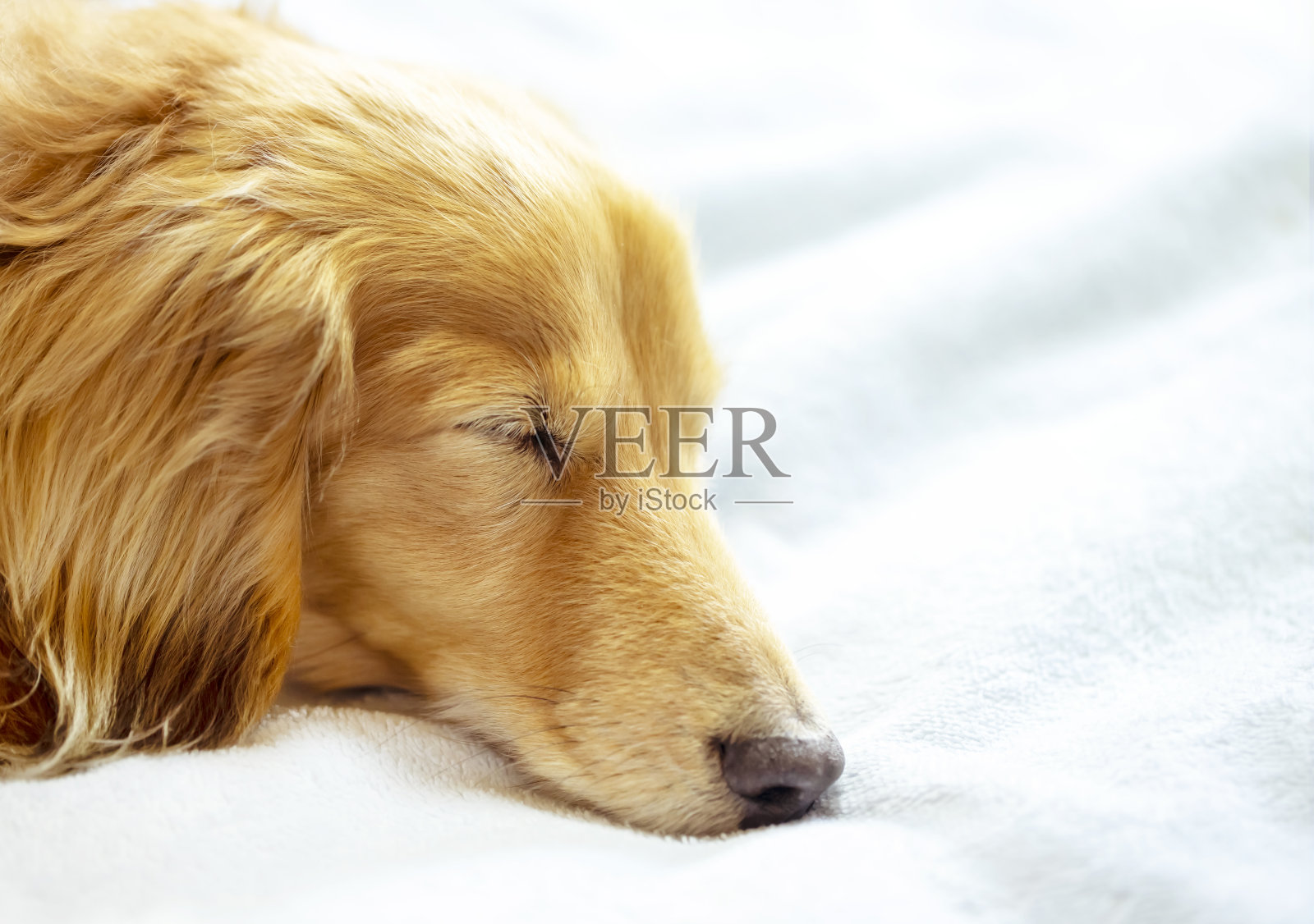 漂亮的腊肠狗睡在浅蓝色的毯子上。照片摄影图片