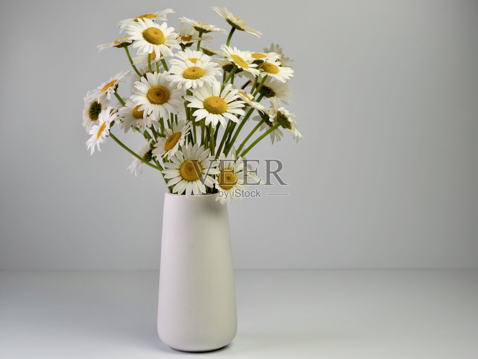 白色花瓶装满了新鲜切割的雏菊野花在一个全白色的背景照片摄影图片