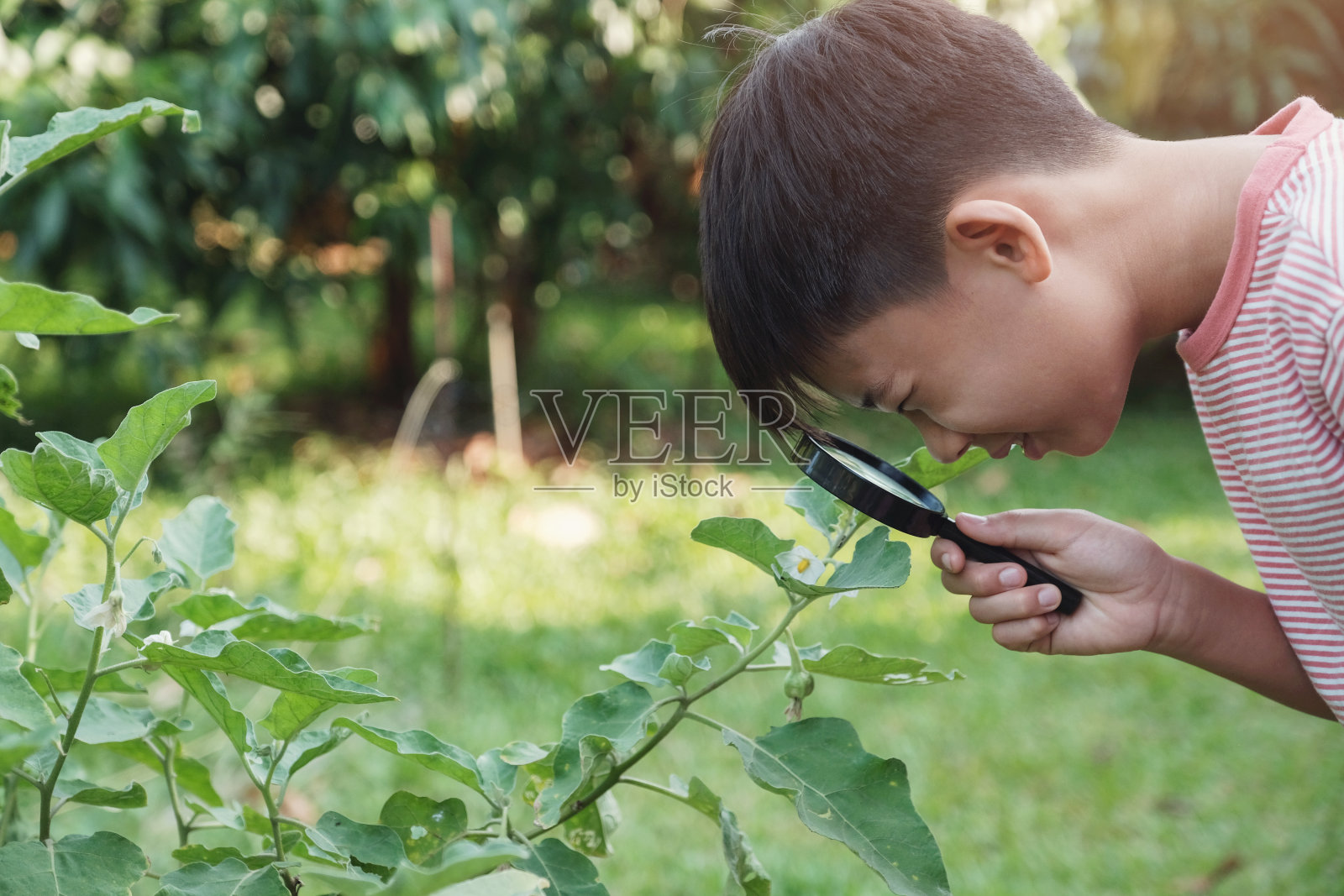 亚洲少年透过放大镜看树叶，蒙台梭利家庭教育，植物病理学照片摄影图片