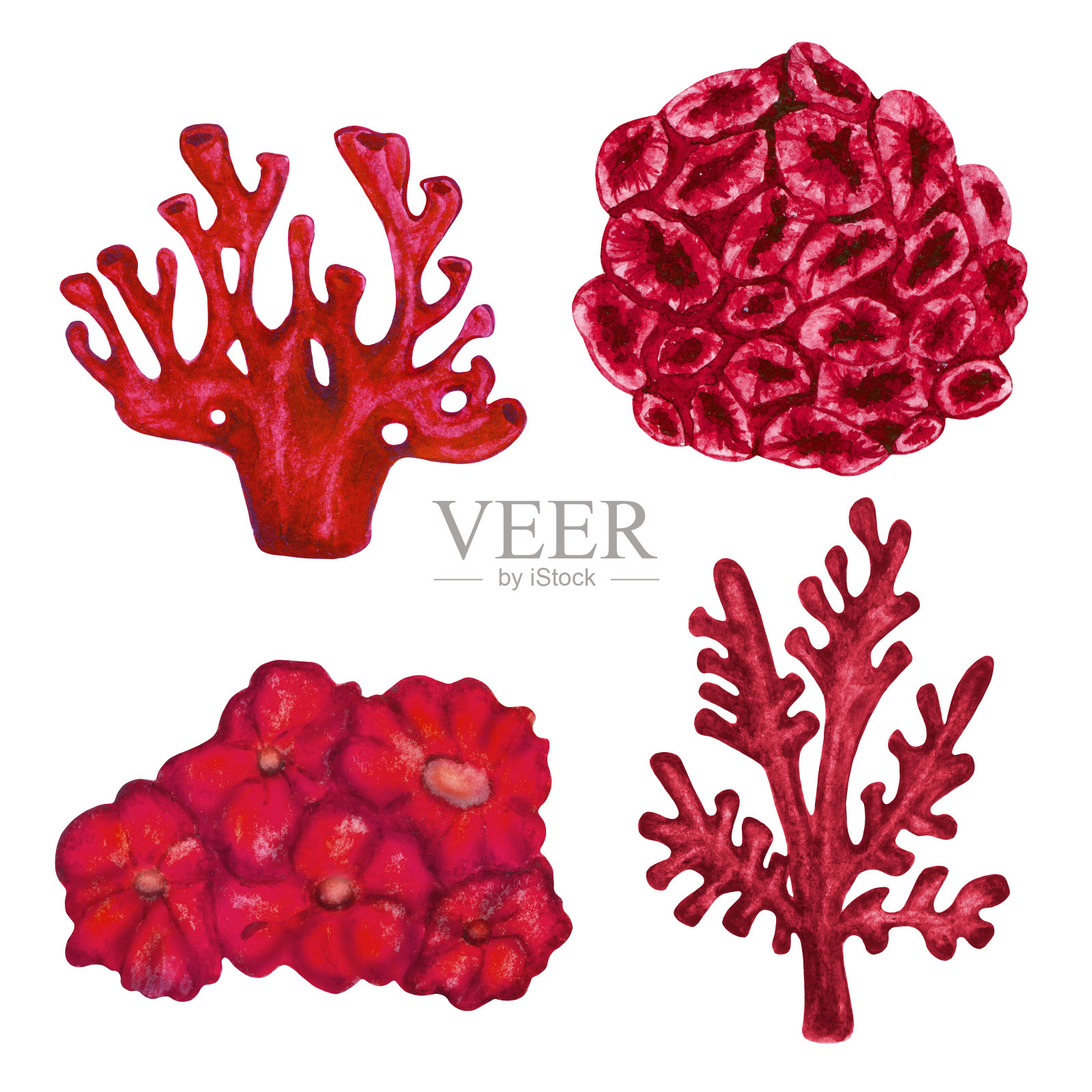 水彩红珊瑚，植物，海藻设计元素图片