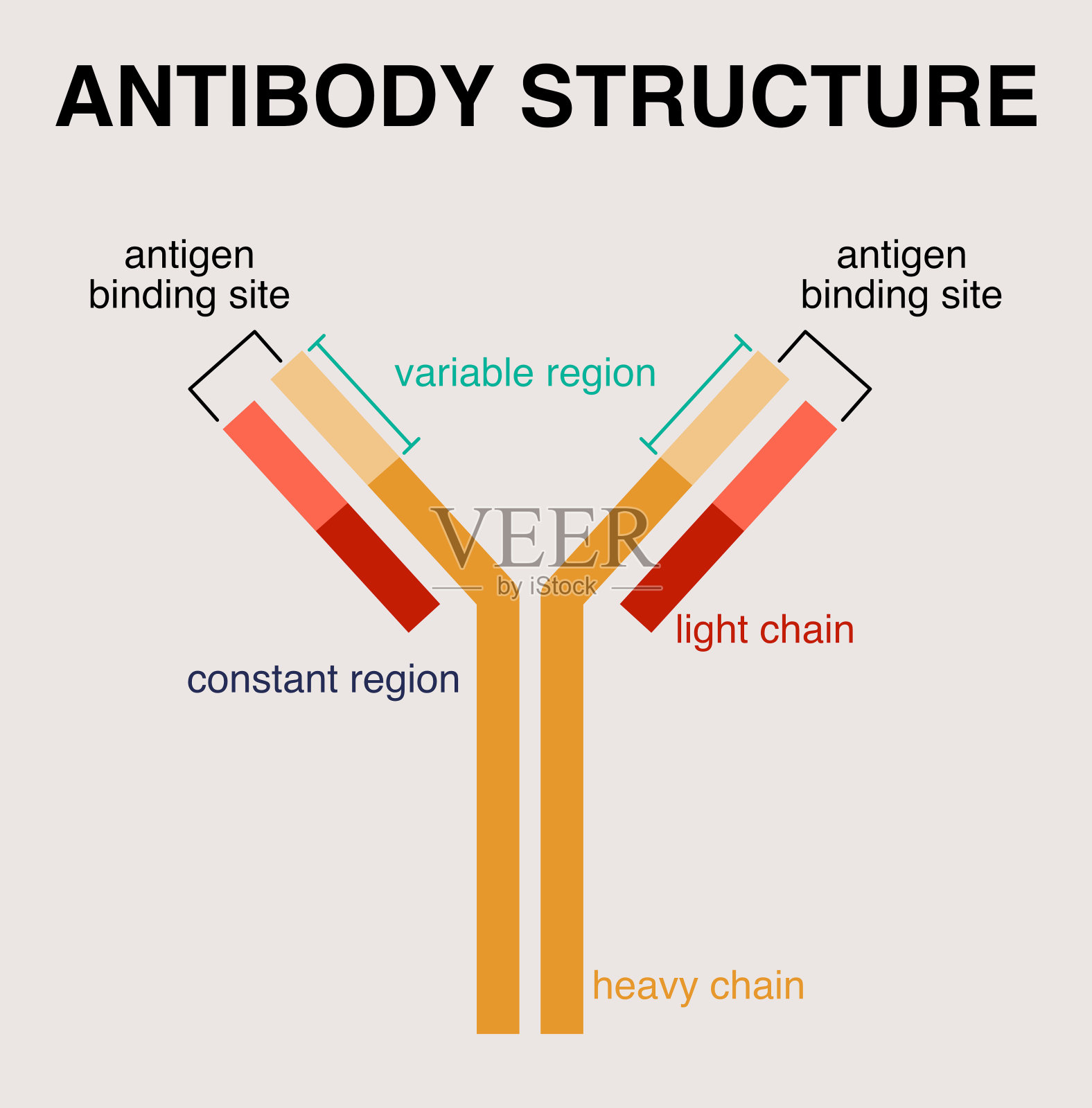 抗体的结构插画图片素材