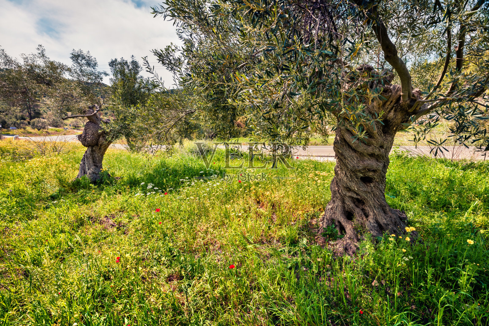扎金索斯岛橄榄树花园里阳光明媚的春景。欧洲希腊多彩的早晨景色。美丽的乡村概念背景。艺术风格后期处理照片。照片摄影图片