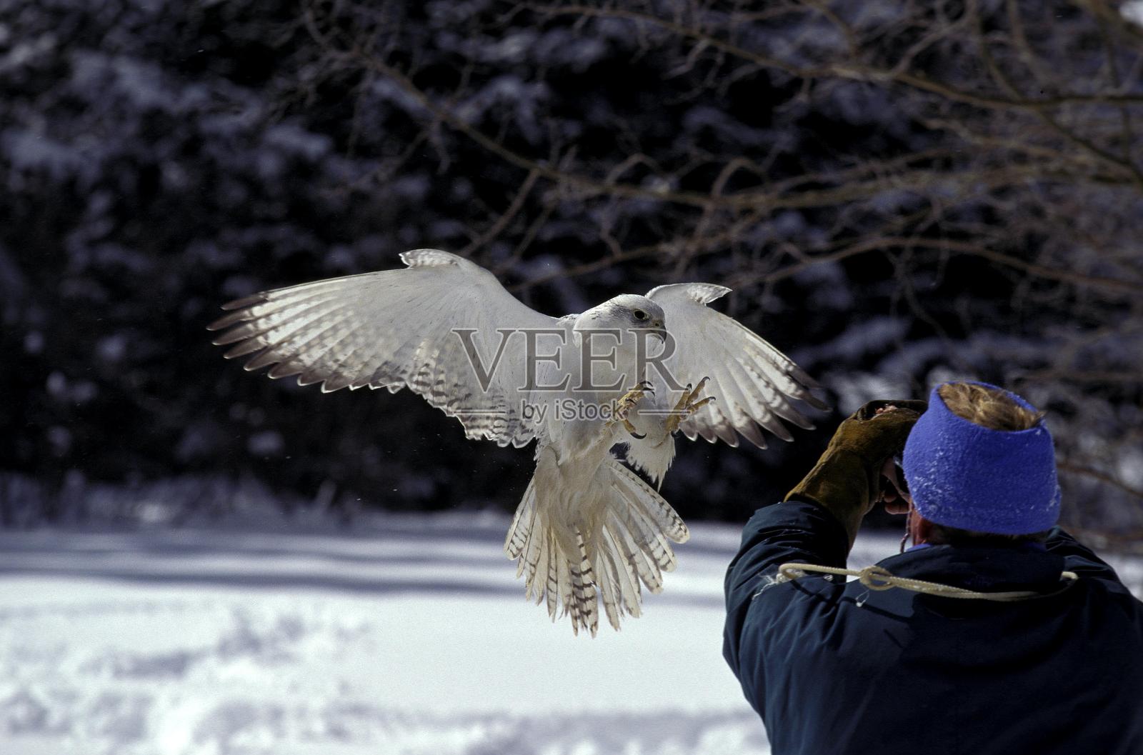 Falconner with Gyrfalcon, falco rusticolus, Adult in Flight，加拿大照片摄影图片