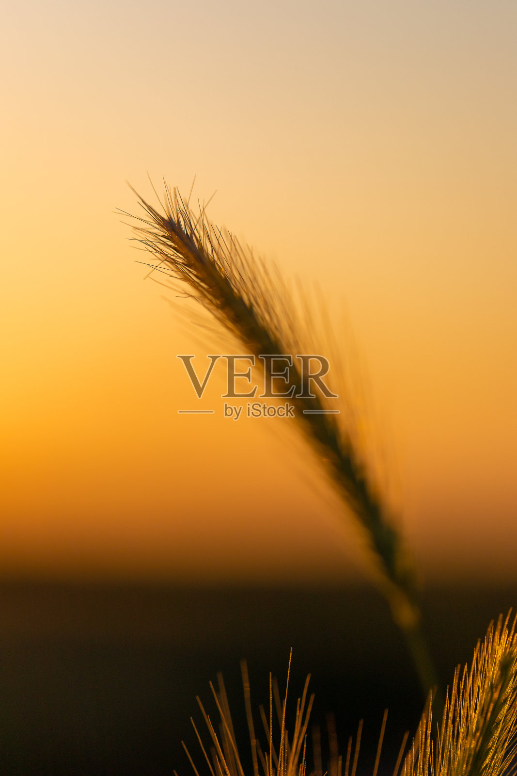 在一个温暖的夏夜，夕阳的黄金时刻，田野里的一株小麦。照片摄影图片
