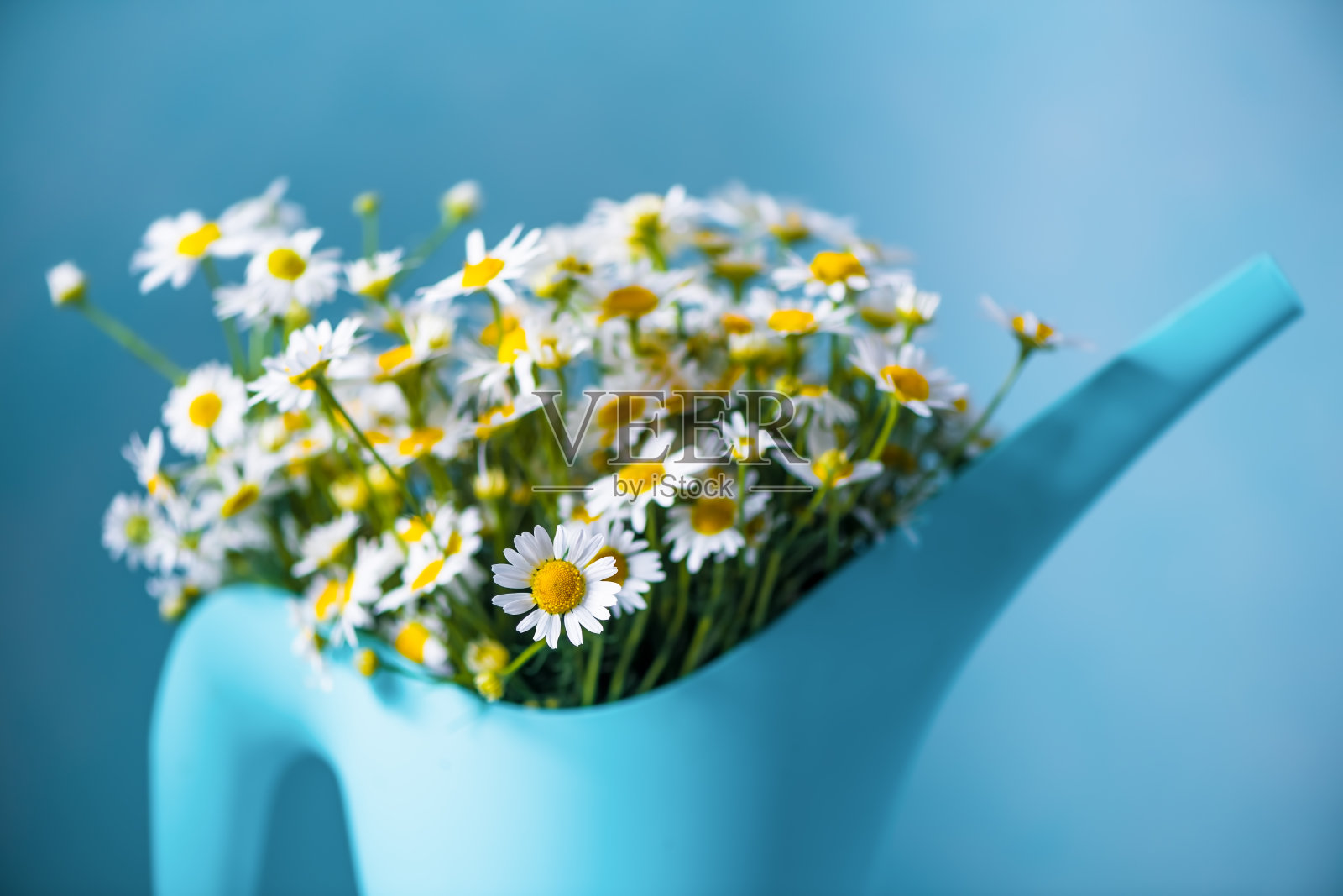 花束白色雏菊在蓝色浇水。夏天照片摄影图片