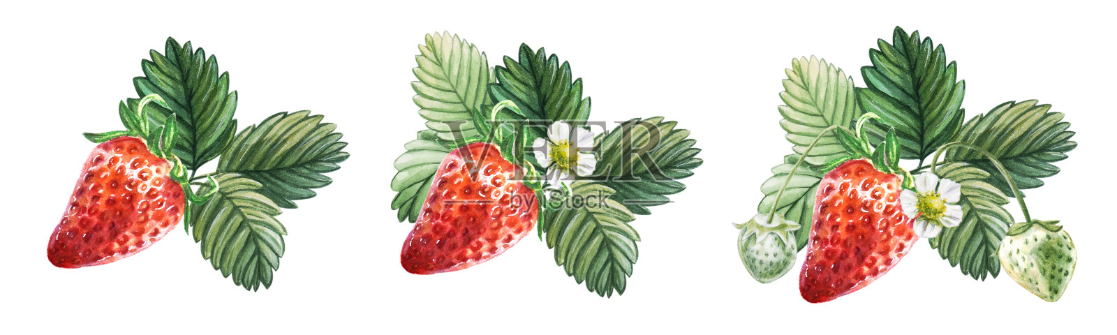 水彩设置红色多汁草莓与绿色的浆果，树叶和花。手绘食物插图。水果打印。插画图片素材