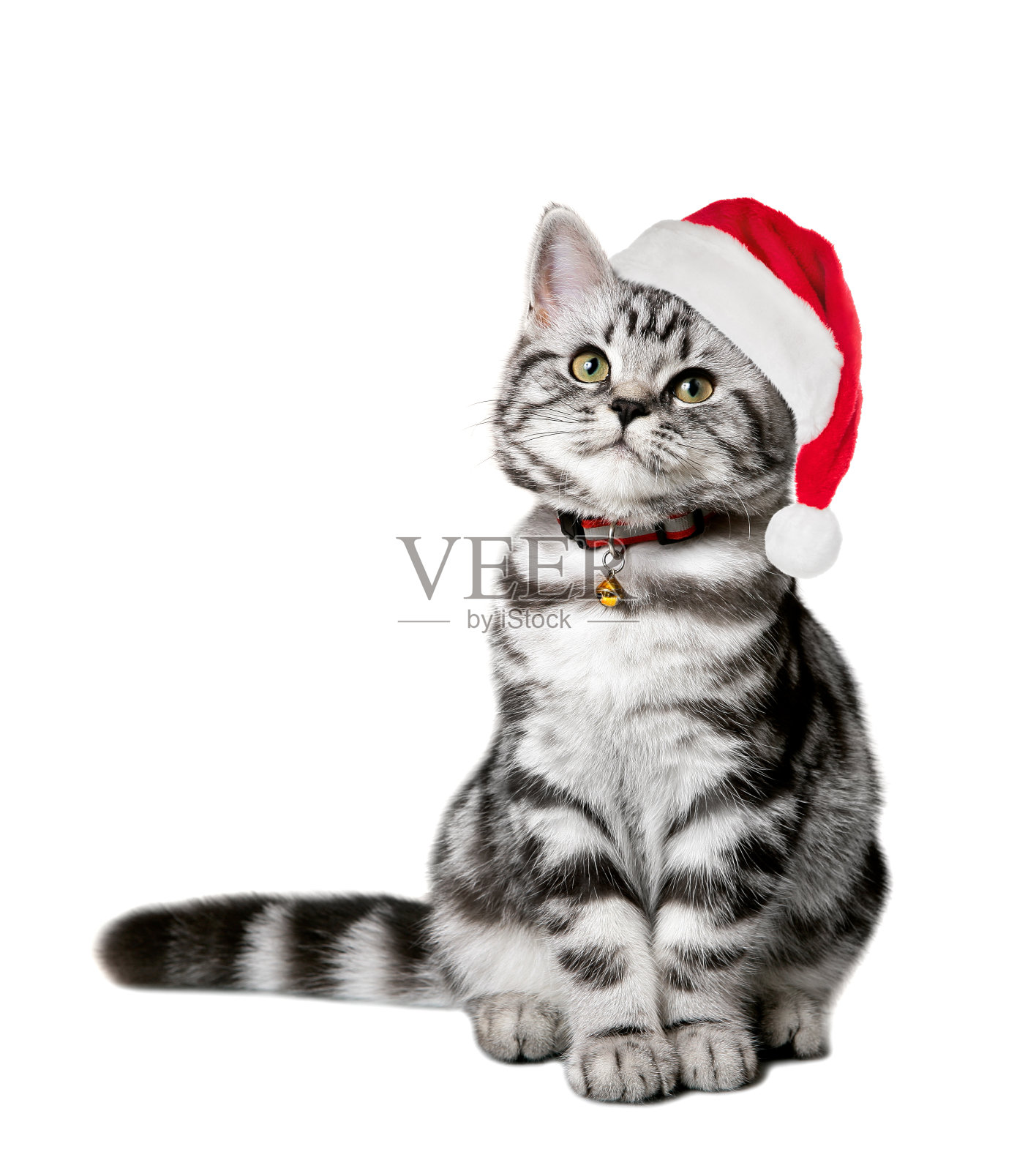漂亮的小猫戴着圣诞老人帽孤立在白色照片摄影图片