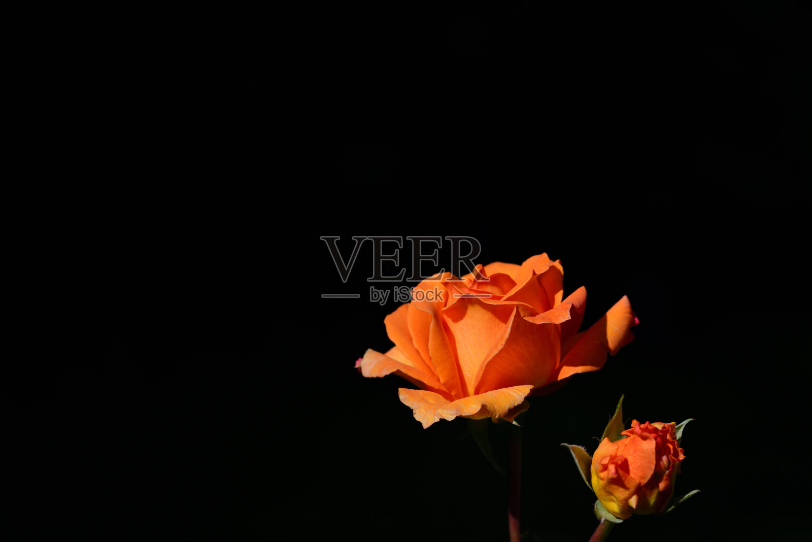 在这幅画的边缘，一朵鲜艳的橙色花朵在黑色背景的映衬下绽放照片摄影图片