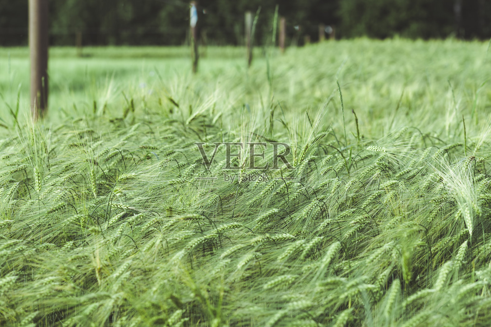 小麦绿地。小米的耳朵。与自然重新连接。回归自然照片摄影图片