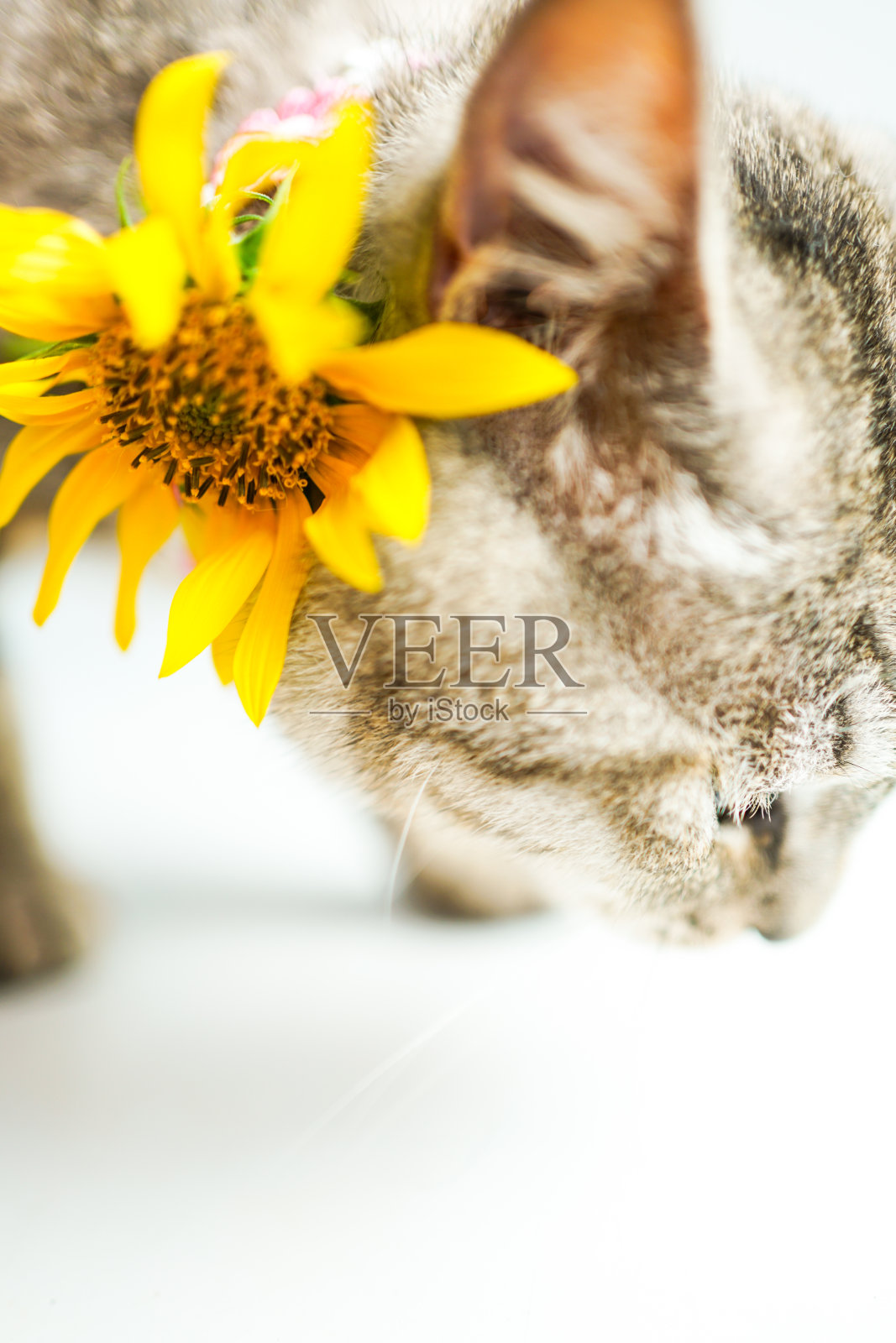 斑猫头和向日葵照片摄影图片