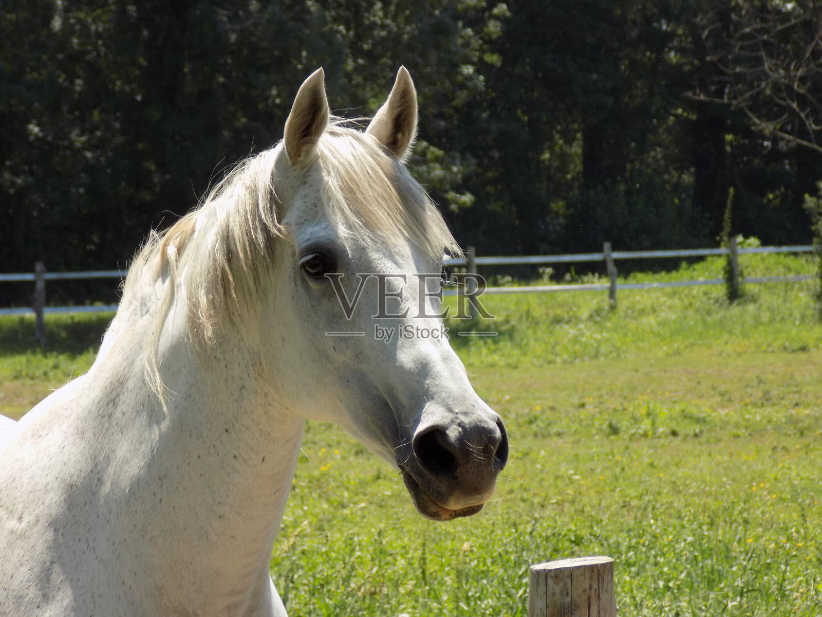 一匹美丽的白马的肖像照片摄影图片