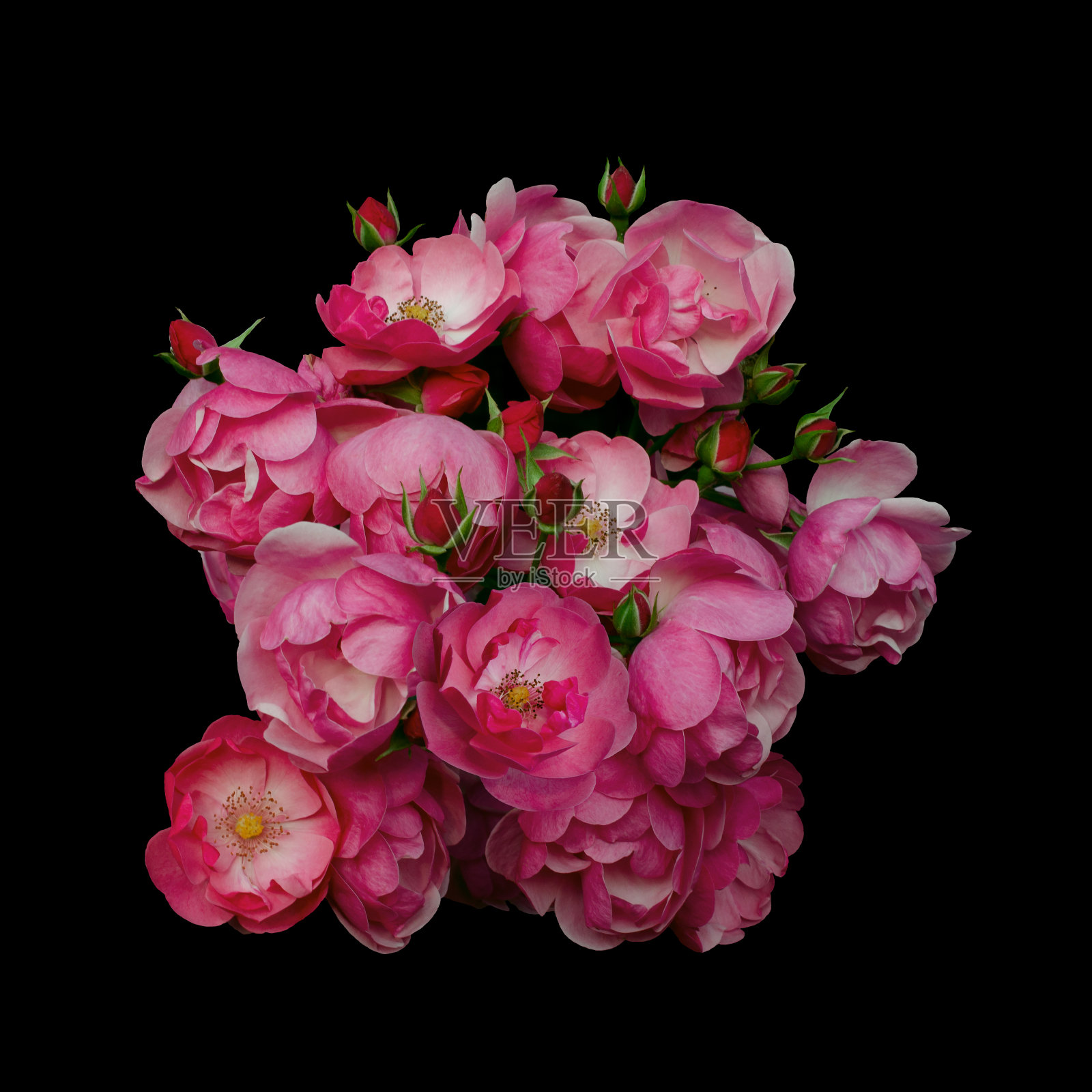 粉红色玫瑰花排列孤立在黑色的背景照片摄影图片